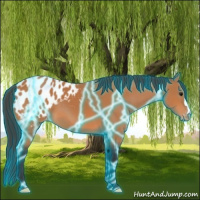 Horse Color:Thunderstruck Bay Appaloosa 