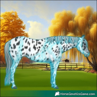Horse Color:Thunderstruck Black Appaloosa 
