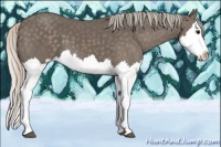 Horse Color:Silver Black Splash