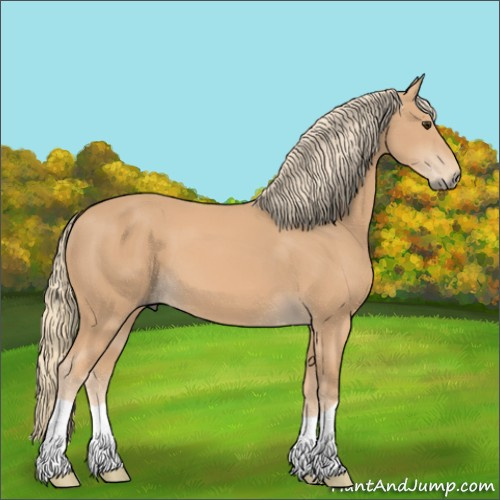 Horse Color:Chestnut Mushroom