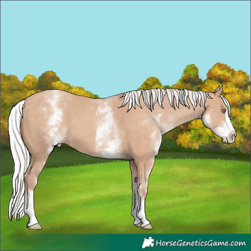 Horse Color:White Spotted Silver Classic Champagne Splash 