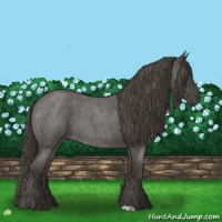 Horse Color:Smoky Blue Roan 