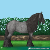 Horse Color:Smoky Blue Roan 