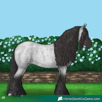 Horse Color:Smoky Blue Roan 