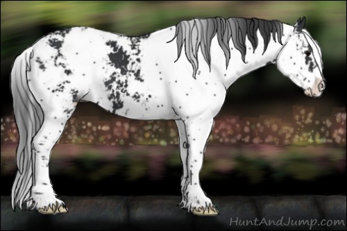 Horse Color:Black Sabino 