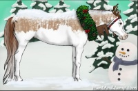 Horse Color:Red Dun Splash and Red Dun Splash