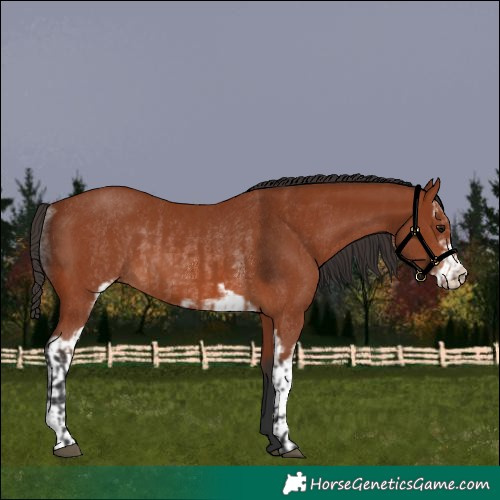 Horse Color:Bay Sabino Rabicano and Bay Sabino Rabicano
