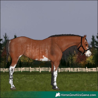 Horse Color:Bay Sabino Rabicano  and Bay Sabino Rabicano 