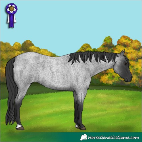 Horse Color:Blue Roan 