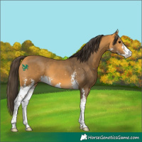 Horse Color:Buckskin Sabino 