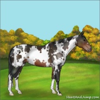 Horse Color:White Spotted Brown 
