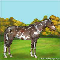 Horse Color:White Spotted Liver Chestnut