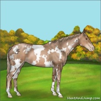 Horse Color:White Spotted Liver Chestnut Pearl 