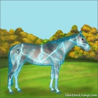 Horse Color:Thunderstruck Grullo Onyx