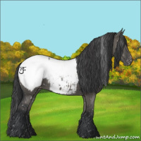 Horse Color:Grullo Appaloosa