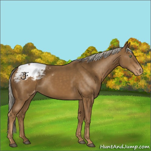 Horse Color:Chocolate Palomino Snowcap