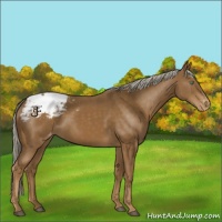 Horse Color:Chocolate Palomino Snowcap