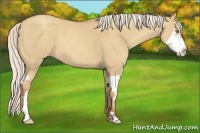 Horse Color:Silver Classic Champagne Dun Splash Frame