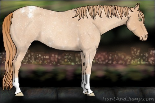Horse Color:Gold Champagne Roan Varnish