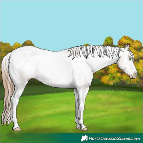 Horse Color:Amber Champagne Sabino Tobiano Snowcap