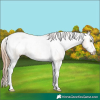 Horse Color:Amber Champagne Sabino Tobiano Snowcap