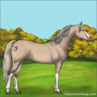 Horse Color:Silver Bay Dun