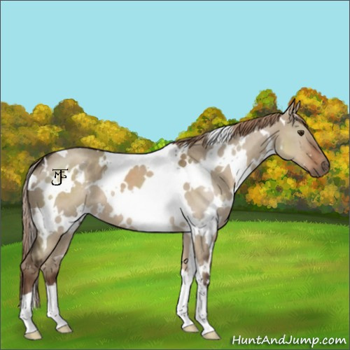 Horse Color:White Spotted Liver Red Dun 