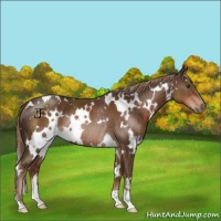 Horse Color:White Spotted Liver Chestnut Rabicano 