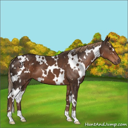 Horse Color:White Spotted Liver Chestnut 