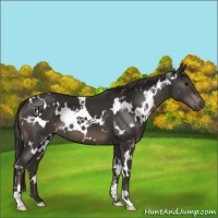 Horse Color:White Spotted Smoky Black 
