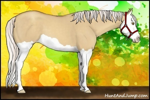 Horse Color:Silver Classic Champagne Dun Splash 