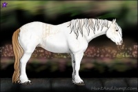 Horse Color:White Spotted Red Dun Rabicano  and White Spotted Red Dun Rabicano 