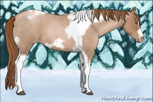 Horse Color:Liver Red Roan Pearl Tobiano Frame 