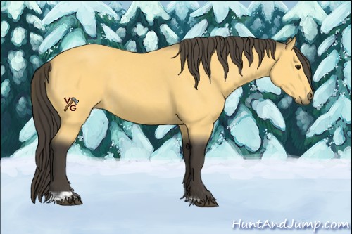Horse Color:Unknown 