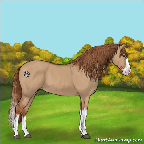 Horse Color:Unknown 