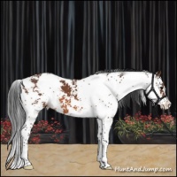Horse Color:Bay Sabino 