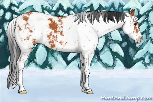 Horse Color:Bay Sabino 