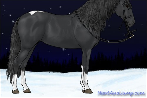 Horse Color:Black Tobiano Rabicano 