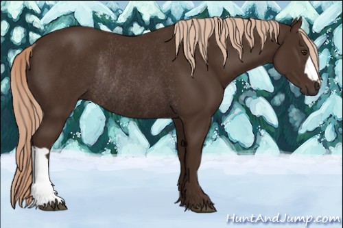 Horse Color:Liver Chestnut Rabicano 