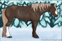 Horse Color:Liver Chestnut Rabicano 