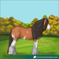 Horse Color:Bay Sabino 