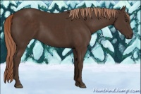 Horse Color:Liver Chestnut Rabicano 