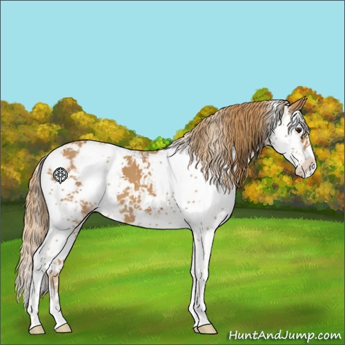 Horse Color:Chestnut Sabino