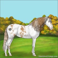 Horse Color:Chestnut Sabino 