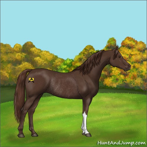 Horse Color:Liver Chestnut Rabicano 