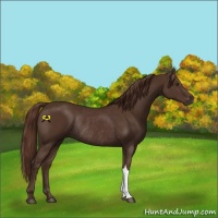 Horse Color:Liver Chestnut Rabicano