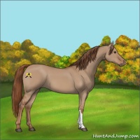 Horse Color:Red Dun 