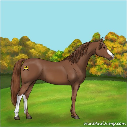 Horse Color:Chestnut 
