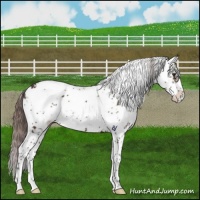 Horse Color:Liver Chestnut Sabino 