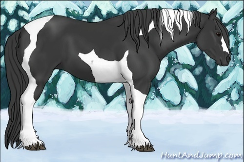 Horse Color:Black Tobiano 